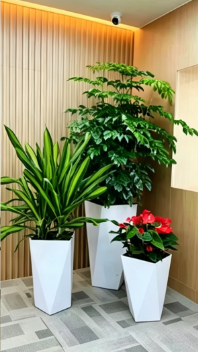 杭州湾花木租摆服务商基础知识大全，快速掌握
